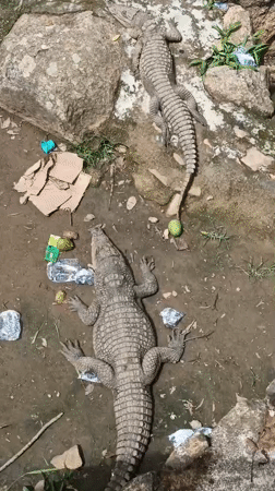 Daily life documented at Jos Wildlife Park and markets
