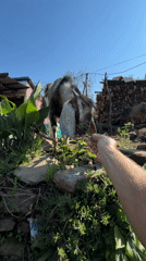 Goat drinking, mountain views captured in early morning Pokhara