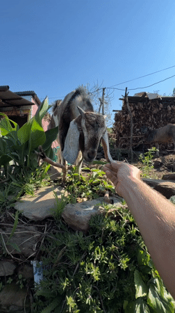 Goat drinking, mountain views captured in early morning Pokhara