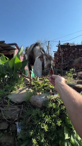 Goat drinking, mountain views captured in early morning Pokhara