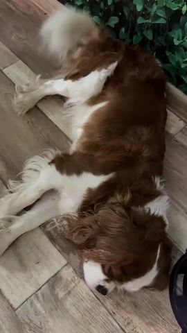 A brown and white dog is lying on its side on a wooden floor. The dog appears to be sleeping or resting. The floor has a wood grain pattern. In the background, there is a green leafy pattern on what appears to be a wall or backdrop. The lighting is dim.