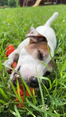 A close-up, low-angle shot shows a young Jack Russell Terrier lying on its back in green grass. The dog's eyes are closed, and its mouth is open as it chews on a bright red dog toy. The toy is textured with knobs and ridges. Blades of grass are in the foreground, obscuring parts of the dog's face and body. In the background, out of focus, is a fence and a playground slide. The lighting suggests it is daytime.