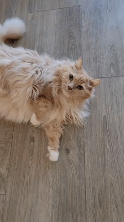 Vladivostok resident shares quiet morning moments with two cats