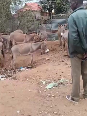 A group of donkeys are gathered on a dirt path, some are tethered. The ground is littered with trash. In the foreground, a man wearing a green jacket and brown pants stands on the right, looking towards the donkeys. The background shows trees, a building, and some corrugated metal structures.