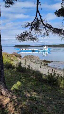 A ferry boat with cars on its deck moves across a body of water. The ferry is blue and white with a small cabin on top. The water is calm and reflects the blue sky and white clouds. The scene is framed by a tree branch in the foreground and green grass and rocky shoreline. The sky is blue with some scattered white clouds.