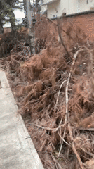 Morning street documentation captures routine moments, tree debris, urban landscape