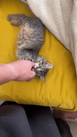 Kitten playtime and street scenes captured in Marrakesh