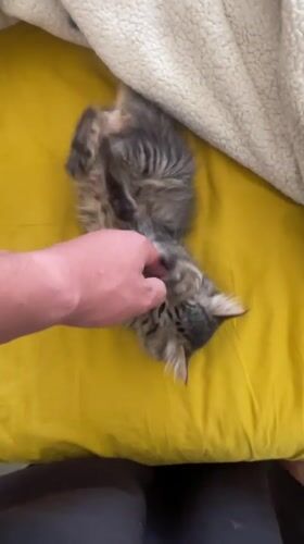 Kitten playtime and street scenes captured in Marrakesh