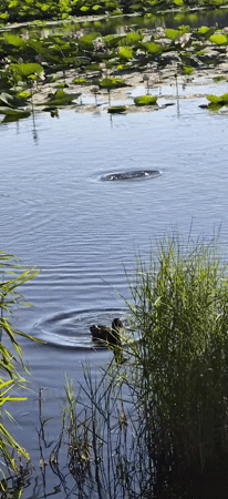 Ducks, lotus, and pigeons in a calm urban park