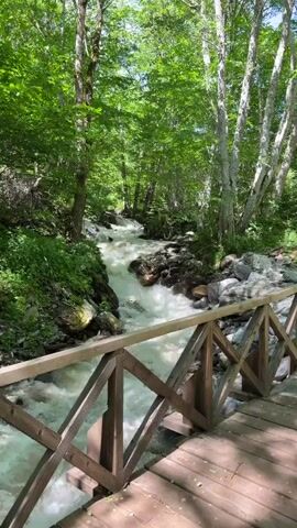 The video shows a swift-flowing river rushing downstream amidst a lush green forest. The perspective is from a wooden bridge with a distinct cross-braced railing. The water appears turbulent and frothy, suggesting a rapid flow. Trees with dense green foliage line both sides of the riverbank, creating a secluded, natural setting. Sunlight filters through the canopy, dappling the river and the surrounding vegetation. The scene is static, offering a fixed viewpoint of the dynamic waterway.