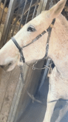 Grey horses observed at Belgian stable facility