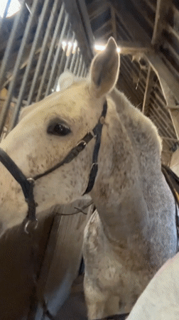 Grey horses observed at Belgian stable facility