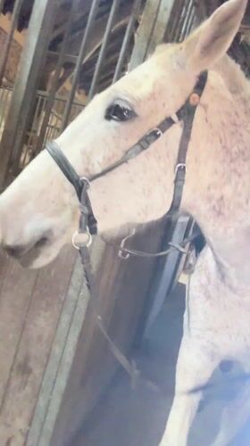 Grey horses observed at Belgian stable facility