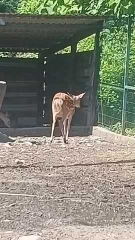 A young deer with light brown fur and white spots stands with its back to the camera. It is facing a wooden structure with a dark opening, possibly a shelter, under a covered roof. The ground is covered in dirt and some small stones. To the right of the deer, a green mesh fence runs along the edge of the scene, backed by lush green foliage. The deer takes a few steps forward, its head slightly lowered. The lighting suggests it is daytime.