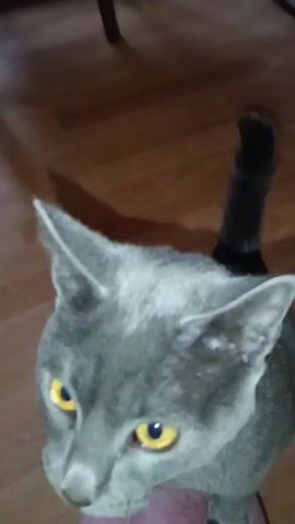 A gray cat stands on a pink-clothed lap and looks up at the camera. The cat turns around, revealing another, a mottled brown cat lying on the lap. A small blue and white bowl sits on the floor. The cats are indoors, on a wood-looking floor.