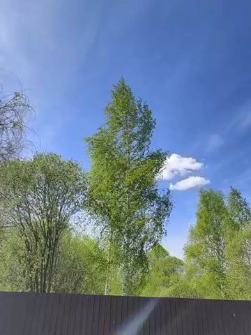 The camera looks up at a tall birch tree with vibrant green leaves against a backdrop of a clear, blue sky punctuated with fluffy white clouds. Other trees, also green, are visible to the sides and in the background. The bottom of the frame is partially obscured by a dark brown wooden fence. Sunlight causes a flare in the lower center of the frame. The leaves and branches of the birch tree sway gently, suggesting a light breeze.