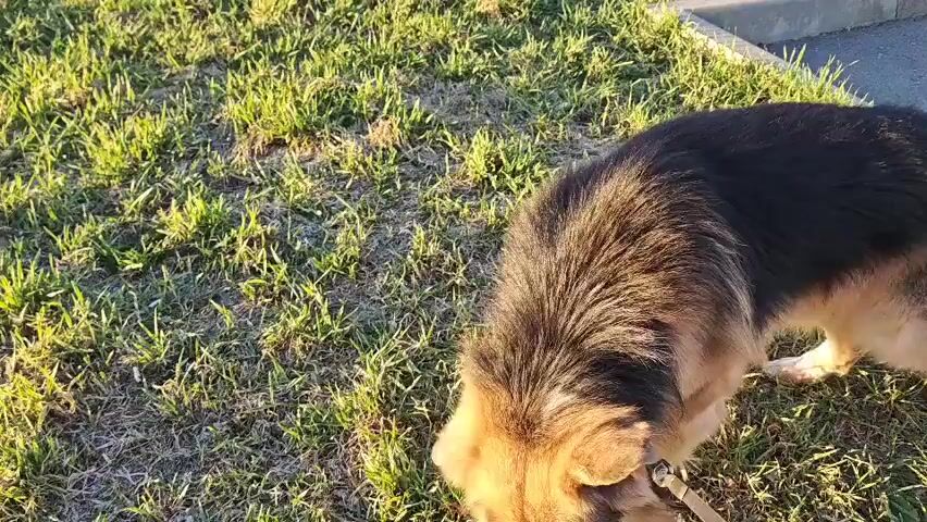 The video shows a medium-sized dog sniffing the ground in a grassy field. The dog has black and tan fur and is wearing a leash. The grass is mostly green, with some areas of brown. In the background, there are some buildings and a fence, and a couple of people can be seen walking in the distance. The sun appears to be shining, casting shadows on the grass. The dog walks slowly, sniffing intently.