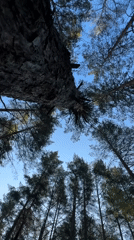Woman and dog rest in Russian pine forest
