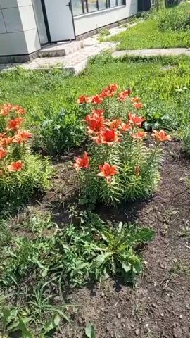 A video shows a flowerbed with orange lilies in front of a building. The camera pans slightly to the right. The building appears to be a commercial establishment with windows and a door. There is a pole in the foreground with white and brown stripes. The flowerbed is surrounded by grass and dirt.