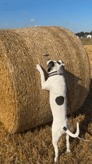 Spotted dog investigates something stuck in a hay bale