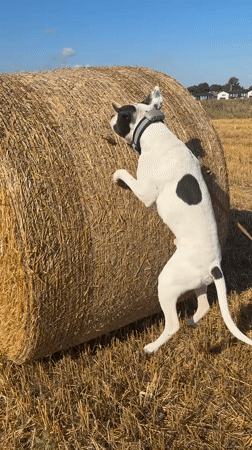 Spotted dog investigates something stuck in a hay bale