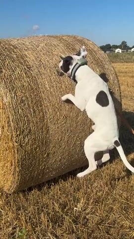 A white dog with black spots is interacting with a large round hay bale. The dog is standing on its hind legs, reaching up with its front paws towards a small object lodged in the hay bale. The scene takes place outdoors in a field under a clear blue sky with the sun shining. The ground is covered in dried grass and straw, indicating a harvested field.