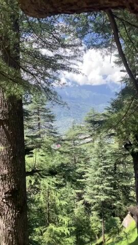 The video shows a view through pine trees of a valley with a town or village. The sky is blue with white clouds. The sun is shining. The trees are green and lush. The valley is green and appears to be covered in vegetation and buildings. The video is shot from a high vantage point, looking down into the valley.