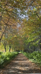 Autumn vineyard tour documented across Stellenbosch wine estates