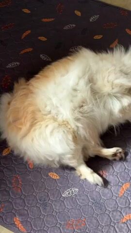 A fluffy Pomeranian dog is resting on a mat patterned with orange and white leaves. The dog, predominantly white with patches of light brown, is initially lying on its side, its legs and hindquarters visible. It then shifts, rolling onto its back and covering its face with its paws. The dog then sits up, looking towards the camera with its mouth slightly open, and then it lowers its head, obscuring its face again. A second, dark-colored dog briefly enters the frame from the right, with only its fur visible. The mat is dark purple and has a hexagonal pattern. The lighting suggests an indoor setting with sunlight casting shadows.