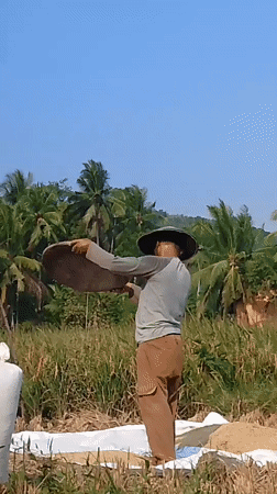 Hand winnowing grain in the fields of Adimulya, Indonesia