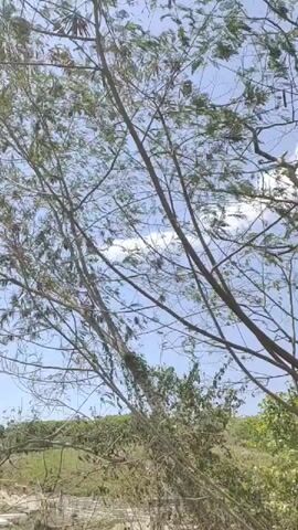 The video displays a static view of a tree with green foliage against a partly cloudy blue sky. The tree's branches are thin and appear somewhat sparse, with a few larger branches more prominently visible. The background shows a dense area of green vegetation, suggesting an outdoor, natural environment. The lighting indicates daylight conditions. There are no people or discernible actions taking place in the video.