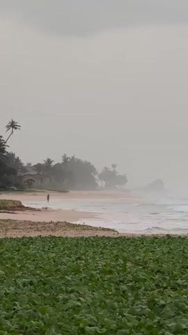 This video showcases a serene beach scene in Koggala, Sri Lanka. In the foreground, lush green foliage creates a vibrant border, leading the eye towards the sandy expanse of the beach. A lone figure walks along the shoreline, their silhouette softened by the atmospheric haze.

The middle ground is dominated by the gentle rolling waves of the ocean, their white foam creating delicate patterns as they meet the shore. Further back, a cluster of palm trees and other tropical vegetation forms a dense backdrop, hinting at a lush, natural environment. A traditional structure, possibly a dwelling or guesthouse, is partially visible nestled amongst the trees, adding a touch of human presence to the wild landscape.

The sky is overcast, creating a soft, diffused light that lends a tranquil and somewhat melancholic mood to the scene. The weather appears to be hazy or foggy, obscuring distant details and contributing to the ethereal quality of the image. The overall impression is one of peaceful solitude and the raw beauty of a tropical coastline. The time of day is difficult to ascertain precisely due to the overcast conditions, but it suggests either early morning or late afternoon, when the light is less intense. There is no visible text in the media file.