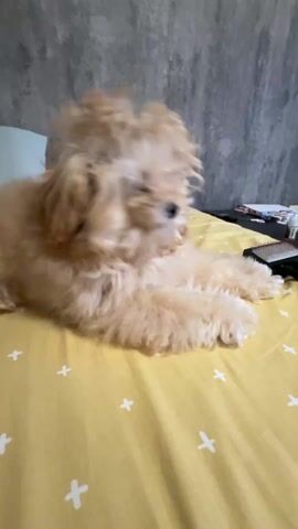 A close-up reveals a fluffy, apricot-colored poodle lying on a bed with yellow sheets. The sheets are decorated with a pattern of small white plus signs. The dog is looking to the left, then turns to look directly at the camera. To the right of the dog is a dog brush with a red handle. A light green pillow leans against the wooden headboard. The wall behind the bed is painted in a textured, gray color.