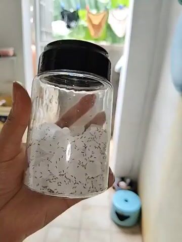 A hand holds a clear glass jar with a black lid, containing numerous small black ants and several white cubes, possibly sugar or ice. The jar is tilted, and the ants are scattered among the white cubes. The background appears to be indoors, with a glimpse of what looks like a refrigerator or cabinet in the upper left corner. The lighting is bright, suggesting daylight. The focus is on the jar and its contents.