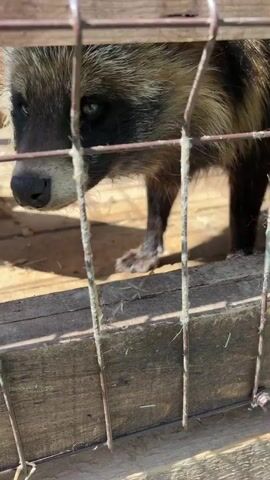 The video shows a raccoon dog inside a cage made of metal bars and wooden planks. The camera focuses closely on the animal's face as it peeks through the bars. The raccoon dog has a black mask around its eyes, a tan muzzle, and small teeth that are briefly visible. The background consists of wooden boards and sunlit areas, suggesting an outdoor setting. The camera remains relatively static throughout the video.