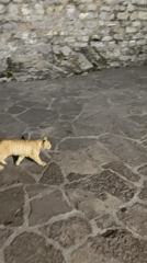 Evening stroll through Budva's old town streets and courtyards
