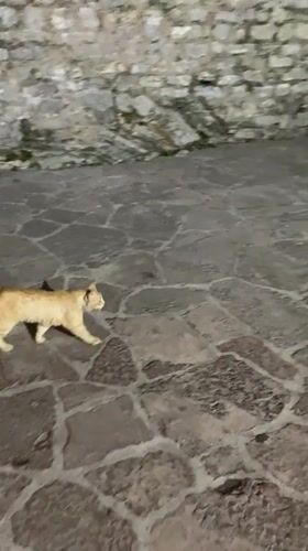 Evening stroll through Budva's old town streets and courtyards