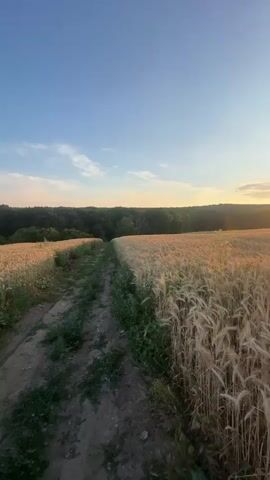 This vertical video captures a serene rural landscape at dusk. The primary subjects are a vast field of golden wheat, stretching across the frame, and a dirt path winding through it. The setting is an open field bordered by a dense line of dark green trees in the distance. The sky above is a gradient of clear blue near the top, transitioning to lighter hues with wispy white clouds closer to the horizon.

The activity depicted is simply the natural passage of time as the sun sets. The sun itself is visible on the horizon, just above the treeline, casting a warm, orange glow and creating visible light rays that illuminate the wheat field. This suggests the time of day is late evening, during the golden hour. The weather appears clear and calm, ideal for harvesting or simply enjoying the evening light.

Notable details include the texture and color of the ripe wheat, swaying gently. The path is rough and unpaved, hinting at a rural, possibly agricultural, location. The overall emotion conveyed is peacefulness and tranquility, with a sense of natural beauty and the bounty of the harvest. No text is visible in the media file. The context provided places this scene in Capaclia, Moldova.