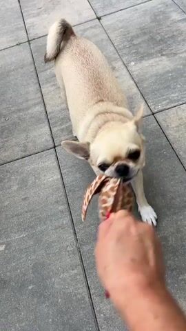 A light-colored chihuahua dog is playing tug-of-war with a person's hand over a stuffed toy. The dog is in a playful stance with its front legs extended and its body low to the ground. The toy, which appears to be shaped like a giraffe's head, has a brown and tan pattern and is held in the dog's mouth. The person's hand, with red nail polish, is holding the other end of the toy. The scene takes place outdoors on a paved patio with square gray tiles. The dog's tail is curled up over its back.