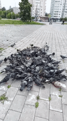 Pigeons and clover in a Yekaterinburg residential neighborhood