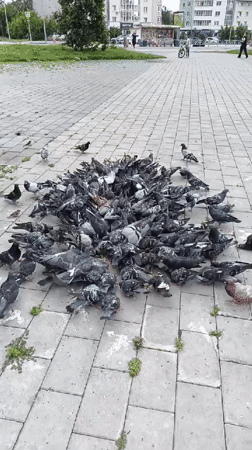 Pigeons and clover in a Yekaterinburg residential neighborhood
