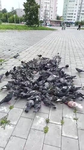 Pigeons and clover in a Yekaterinburg residential neighborhood