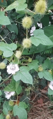 Indonesian flora documented in rural Buketteukuh garden area