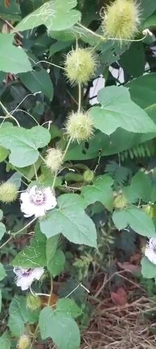 Indonesian flora documented in rural Buketteukuh garden area