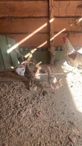 A group of chickens are gathered inside a wooden coop. Sunlight streams through gaps in the walls, casting shadows across the dusty ground. Several chickens, including a rooster with white and brown feathers, are visible in the frame. Some are pecking at the ground, while others stand and observe their surroundings. The coop appears to be made of rough wooden planks and has a dirt floor covered in wood shavings. A metal frame with a wire mesh door is present on the right side of the coop. The chickens exhibit varied plumage, with some having speckled patterns and others solid dark colors.