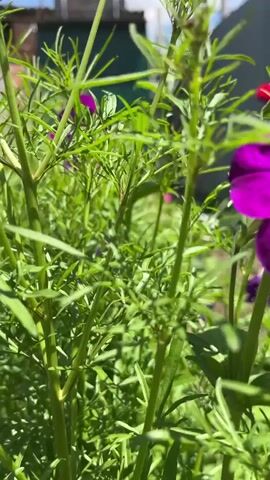 The video shows a close-up view of green plants, possibly in a garden, with some blurred purple flowers visible in the background. The camera moves slightly, focusing on the delicate leaves and stems of the plants. The lighting suggests it is daytime with sunlight filtering through the foliage. In the distance, a building with a water tank is visible under a bright blue sky with some clouds. The overall impression is a peaceful outdoor scene, highlighting the natural beauty of the plants.