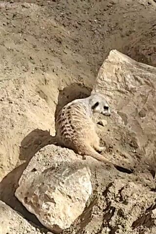 A meerkat emerges from a burrow in a sandy environment. The meerkat is light brown with dark stripes on its back. It is partially covered by a large rock. The meerkat moves its head and appears to be sniffing the ground. The surrounding area is dry and dusty, with sparse vegetation and rocks. The camera angle is high, looking down at the scene.