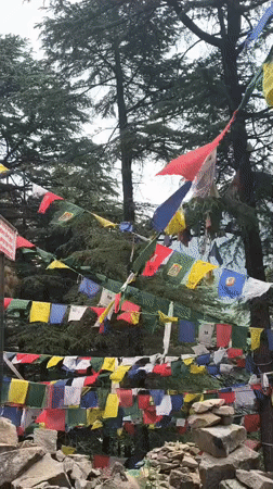 Morning documentation of Dharamkot's Buddhist sites and daily life