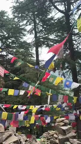 The video shows a forested area decorated with colorful prayer flags strung between trees. The flags are predominantly red, yellow, blue, green, and white. The ground is covered with rocks and some sparse vegetation. The forest is dense, with tall trees visible in the background. A signpost can be seen near the start of the video. The camera moves slightly, offering a view of the flags from different angles, emphasizing their density and vibrant colors within the natural setting. The overall impression is one of a place associated with prayer, peace, and possibly meditation in a mountainous area.