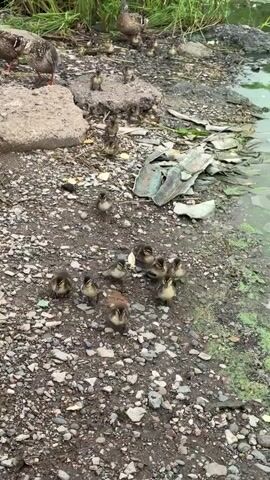 A group of ducks and ducklings are gathered on a rocky shoreline next to a body of water. The camera pans across the scene, showing several adult ducks and a large number of ducklings. The ducklings are clustered together in the foreground, while the adult ducks are positioned further back, some standing and some in the water. The environment appears to be natural, with grass and vegetation visible in the background. There is also some debris scattered on the ground near the water's edge. The overall scene depicts a family of ducks in their natural habitat.
